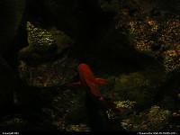 Photo by elki | San Francisco  aquarium, pier 39, fisherman's warf